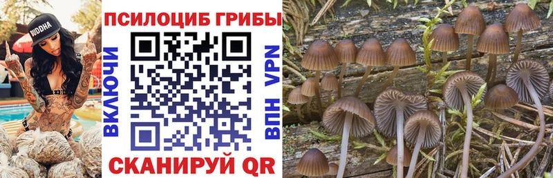 Галлюциногенные грибы Psilocybine cubensis  МЕГА ONION  Алзамай  цены наркотик 